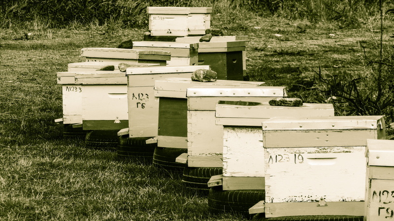 grass, insect, 4K, beehive, plant, beekeeping, container, hive, animal themes, apiculture, field, apiary, traditional, box, growth, box - container, land