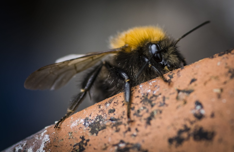 yellow, day, outdoors, animal wing, rock, pollinator, solid, apiary, close-up, beauty in nature, rock - object, invertebrate, insect, animal wildlife, animal themes