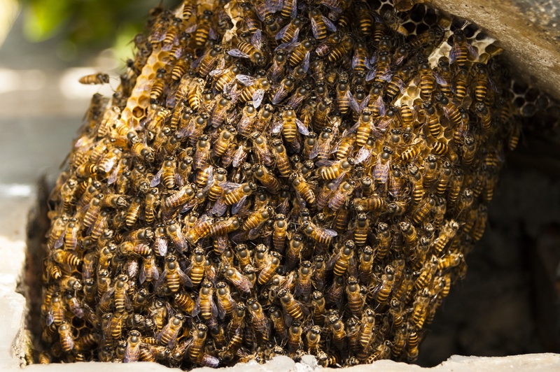 honey, 2K, honeybee, outdoors, honey bee, invertebrate, group of animals, natural, beehive, focus on foreground, day, close-up, animal wildlife, animals in the wild