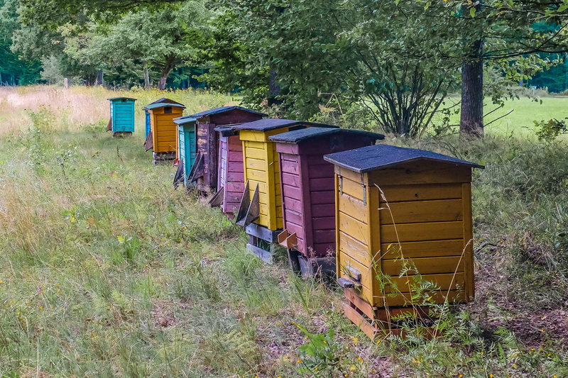 tree, growth, in a row, wood - material, bee, Hive, 2K, architecture, container, grass, meadow, no people, Bees, Beehive, forest, shed, assorted, plant