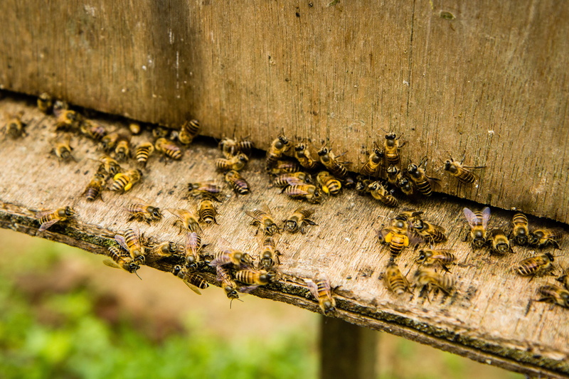 animal, Honey Bee, wood - material, animal themes, day, nature, honey, beehive, large group of animals, group of animals, wood, invertebrate, 4K, focus on foreground