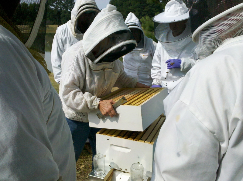 bee hive inspections, real people, beehive, two people, bee, healthcare and medicine, protective workwear, laboratory, honey bee, apiculture, standing