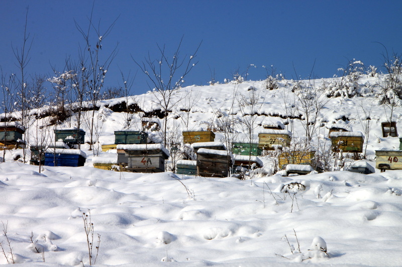 beehive, built structure, season, sky, cold temperature, Bee, ice, no people, houses, Hives, residential district, outdoors, frost, car, mode of transportation