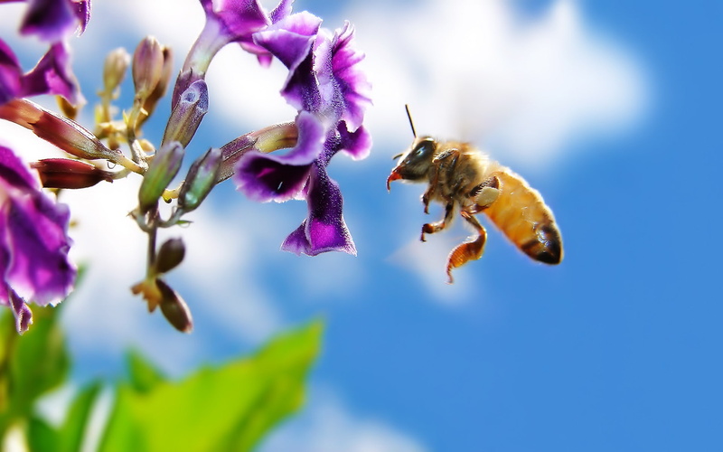 macro, insect, 1080P, bees, flowers, animals, purple flowers