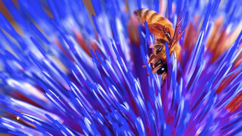 beauty in nature, animal themes, fragility, close-up, animal wildlife, water, bees, flowers, flower, blue, invertebrate, nature, no people, pollination