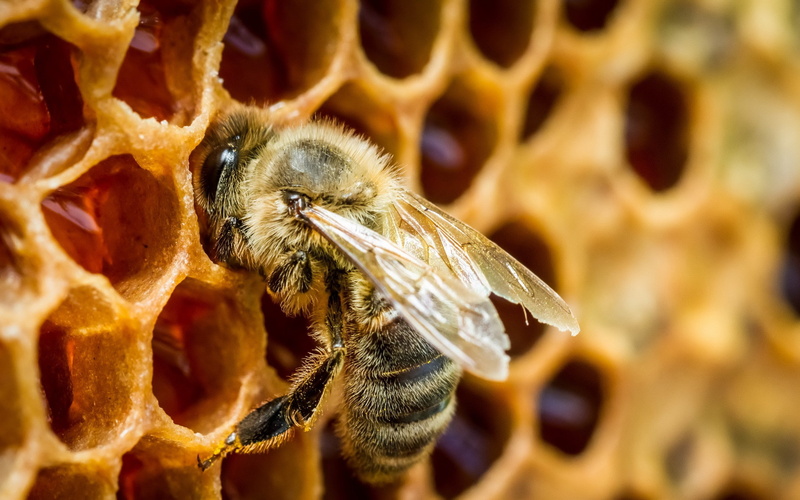 macro, bees, hymenoptera, 2K, animals, insect