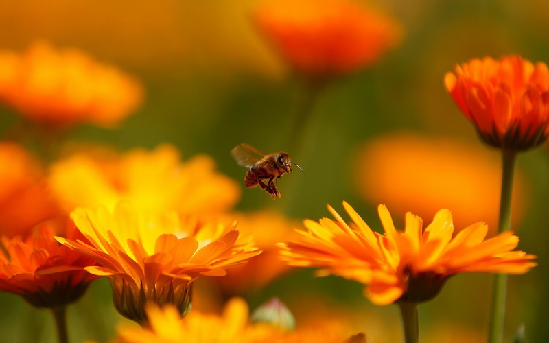 plants, animals, nature, insect, macro, 1080P, blurred, bees, flowers
