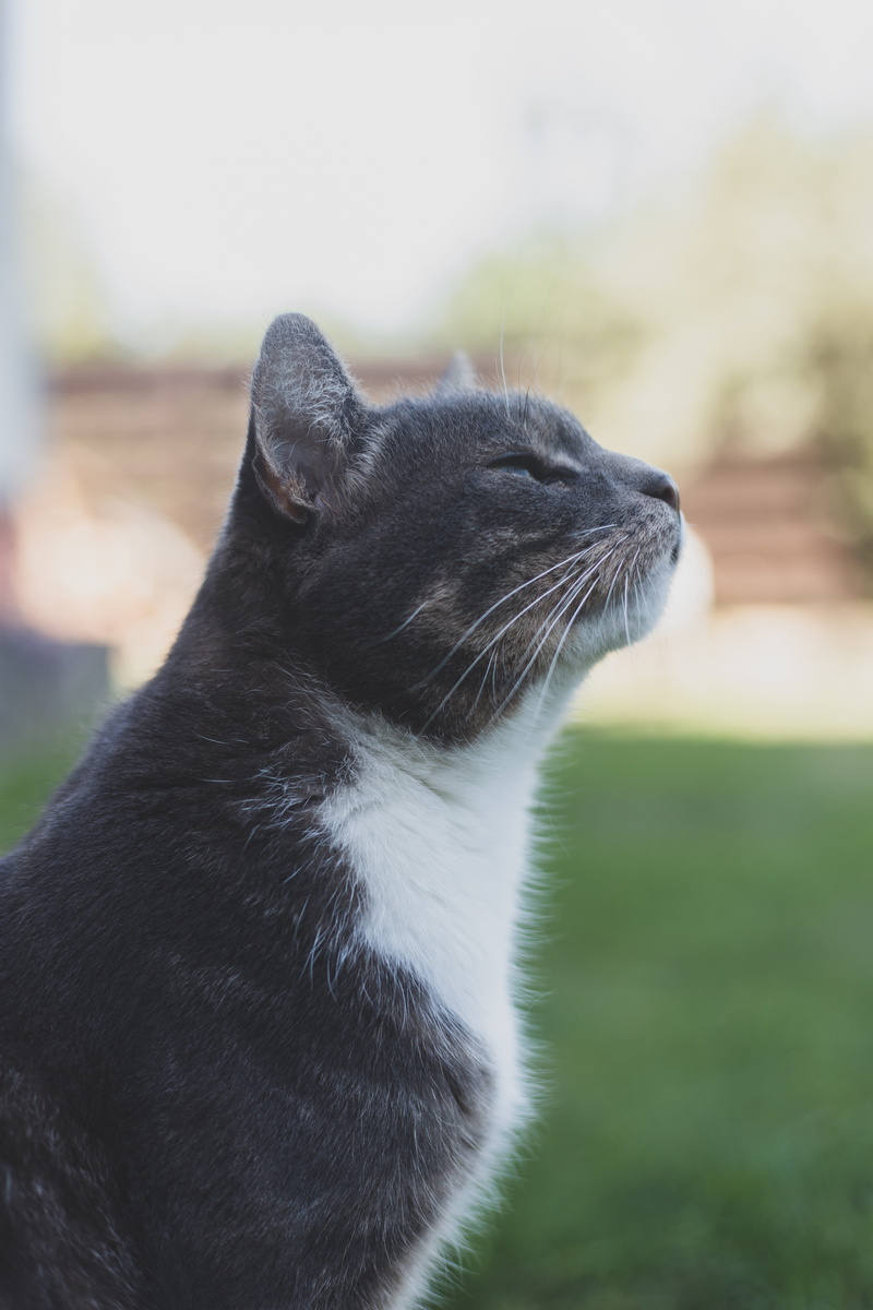 cat, side view, acl, looking, looking away, one animal, profile view, pets, animal head, close-up, animal, 5K, domestic, domestic animals, domestic cat