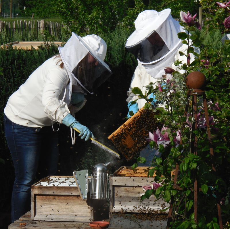 freshness, working, insect, honey Bee, hobby, bees, holding, container, 2K, beekeeper, spring, one person, prey, plant, nature, day, men, protective workwear