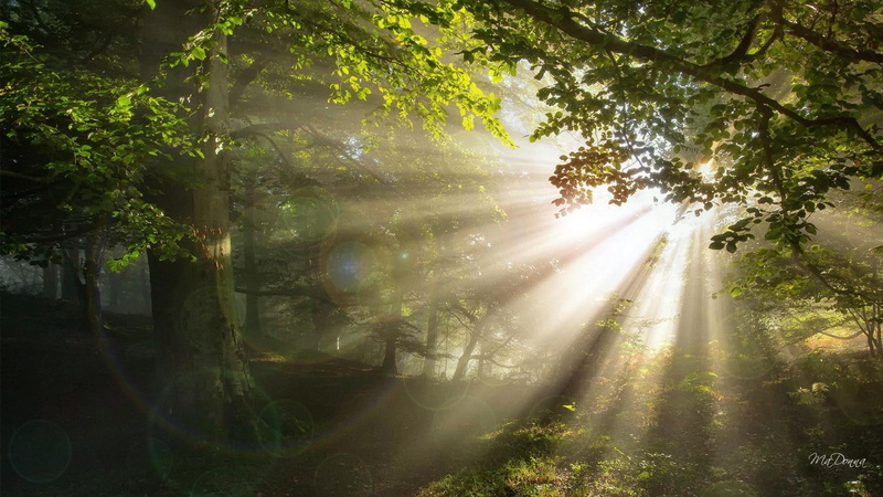 natu, photo, forest, woods, shiny, serenity, tranquil, rays, spring, reinforest, beams, leaves, bright, sunshine, light, trees, 1080P, morning