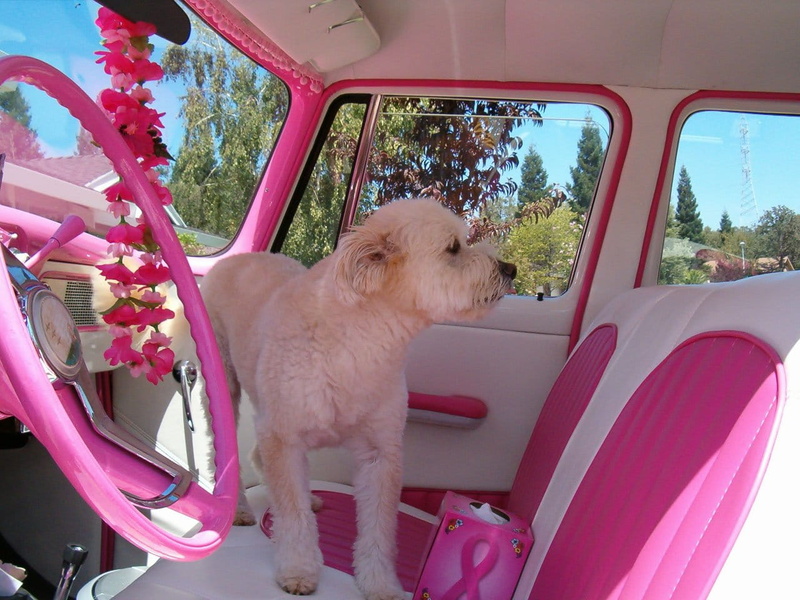 car, leather, plant, retriever, animal, pink and white, animal themes, land vehicle, mammal, looking away, domestic animals, canine, pets, interior, motor vehicle