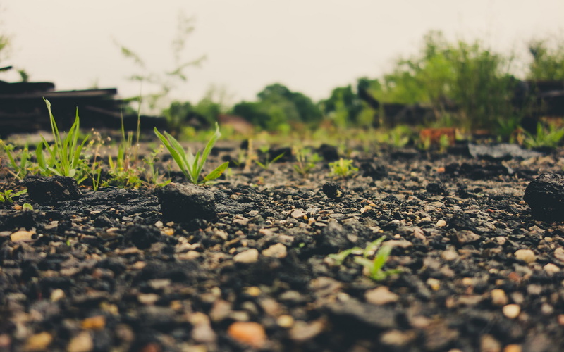 1080P, warm, nature, ground, hd, macro