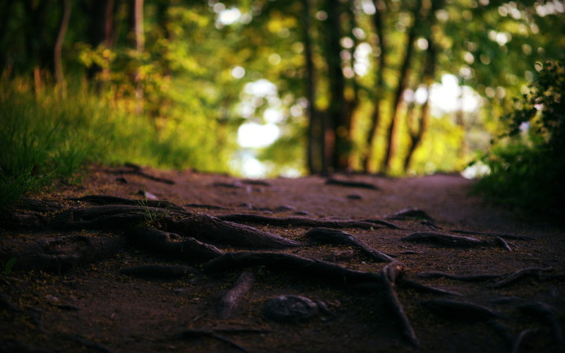 ground, 1080P, nature, macro, hd, roots