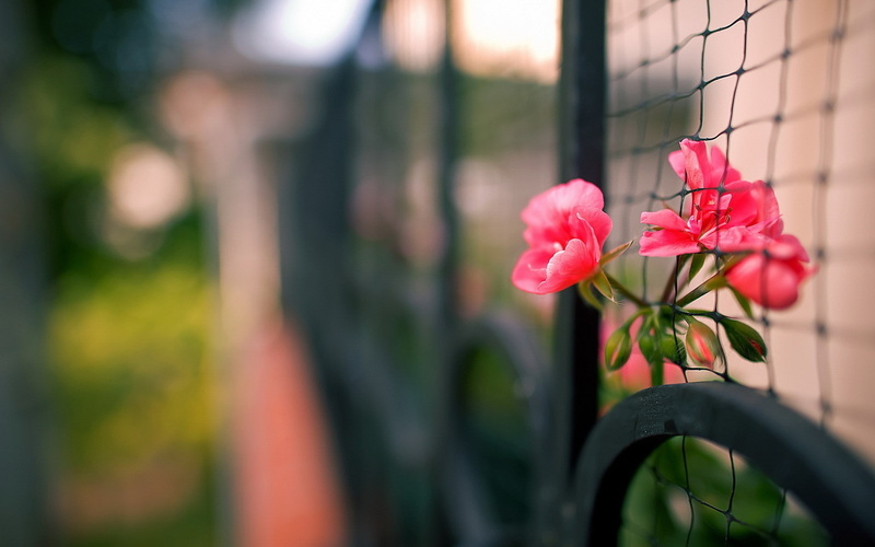 hd, 1080P, flower, macro, nature, blur