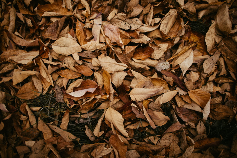 land, environment, park - Man Made Space, pattern, nature, close-up, wilted, orange Color, dry, fall, leafs, textured, falling, leaf, brown, forest path
