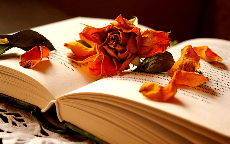 page, 1080P, literature, open, christianity, bible, education, spirituality, still life, beauty in nature, writing, no People, flower, wilted, table, close-up