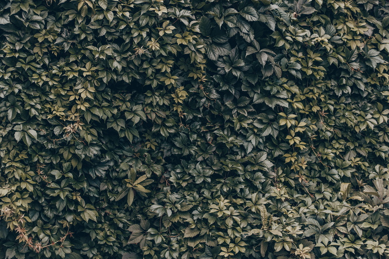 pattern, leafe, summer, plants, green, ivy, decoration, green Color, wall - Building Feature, nature, backdrop, close-up, wall, outdoors, botany, seamless