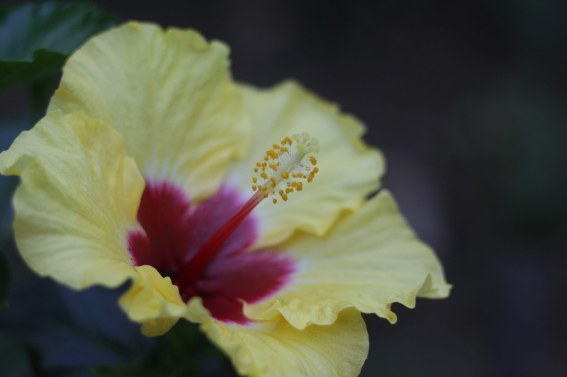 freshness, yellow flower, brazil, flowers, tree, yellow, yellow roses, flowering plant, inflorescence, 2K, focus on foreground, flower, no people, sunflower