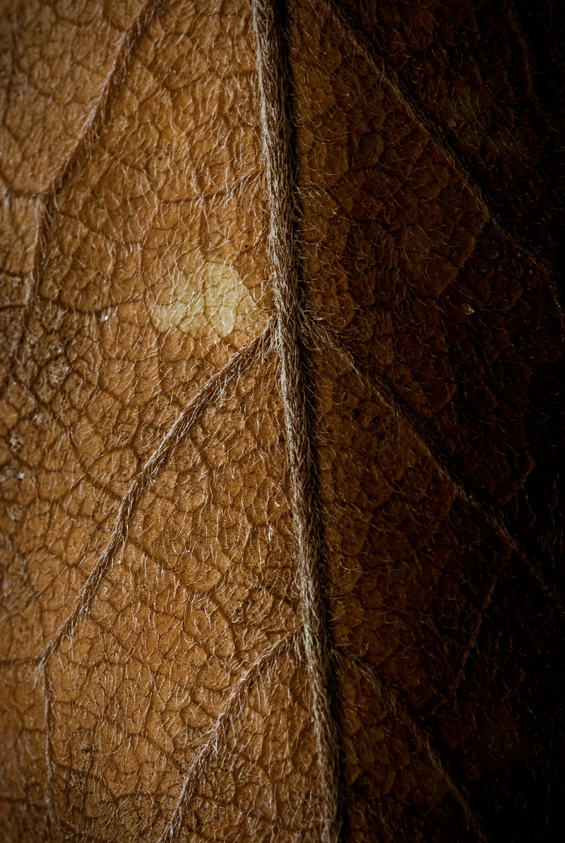 backgrounds, princeton, textured effect, full frame, one animal, no people, animal, animal scale, hardwood, extreme close-up, outdoors, brown, leather