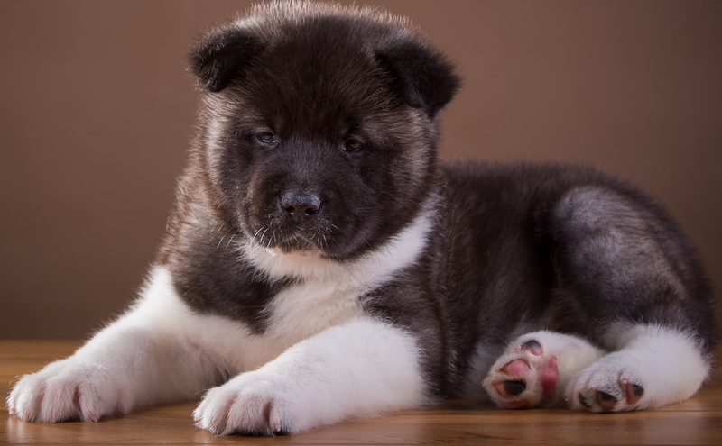 dog, sled Dog, looking at camera, sitting, paw, pets, canine, looking, 1080P, one Animal, puppy, indoors, animal, domestic Animals, black, america, young Animal