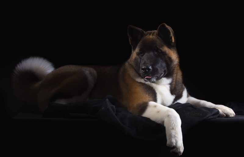handsome, dog, American Akita, 2K