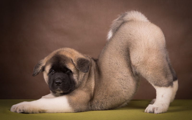 small, depression - sadness, one animal, profile view, no people, domestic, pets, portrait, indoors, pug, 1080P, vertebrate, Japanese Akita, canine, side view