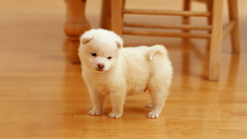 young animal, hardwood floor, people, puppies, small, domestic animals, indoors, wood, Akita, portrait, innocence, standing, one animal, cute, 1080P, canine