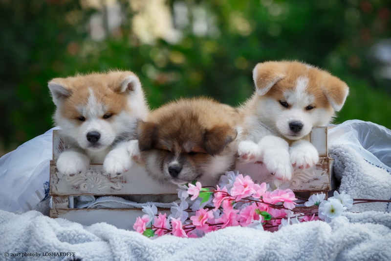 Akita, Baby Animal, 1080P, Dog, Pet, Puppy, Dogs