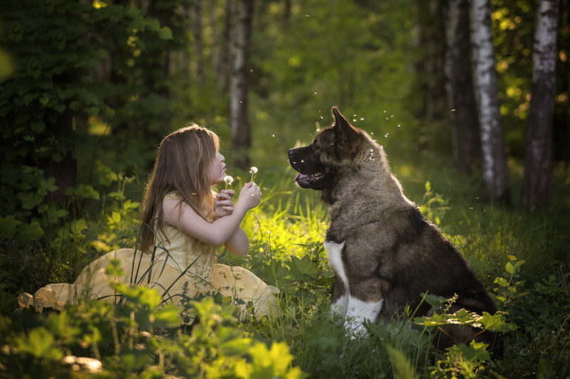 dog, friends, 1080P, dandelions, girl, forest, mood, American Akita