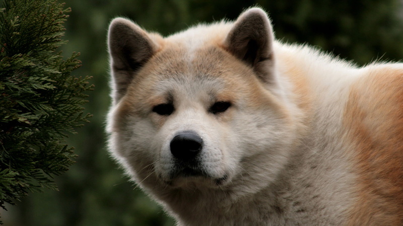 japanese Dog, 1080P, dog, puppies, cute, akita