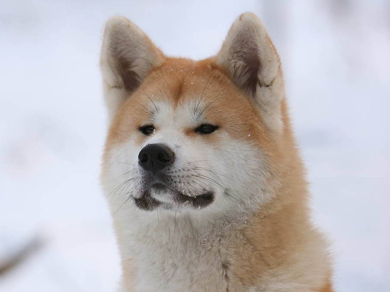 cute, 480P, akita, japanese Dog, puppies, dog