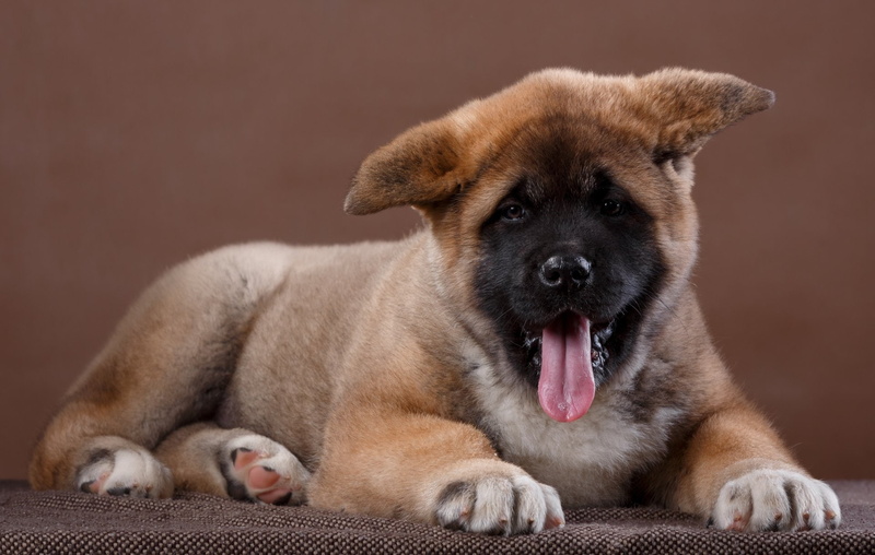 Dogs, Baby Animal, Akita, Puppy, 1080P, Pet, Dog