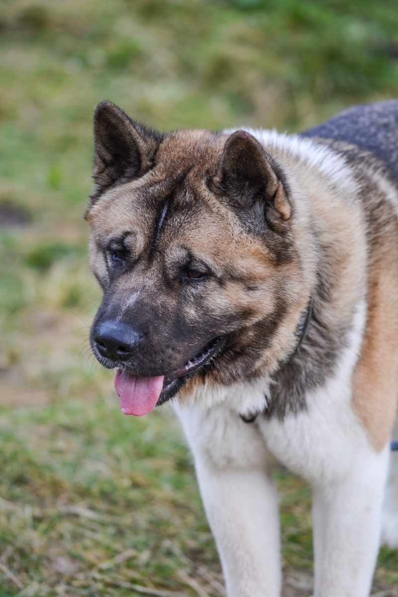 pet, field, american, animal head, looking away, pedigree, panting, focus on foreground, domestic animals, one animal, close-up, mammal, vertebrate, animal