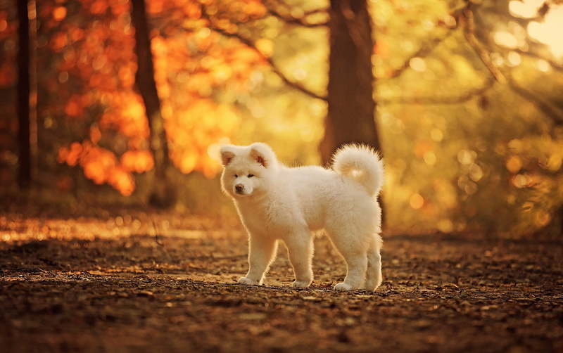 Light, Dog, mammal, land, autumn, one animal, Akita, forest, Dogs, looking at camera, Fall, animal wildlife, animal, day, white color, animal themes, plant