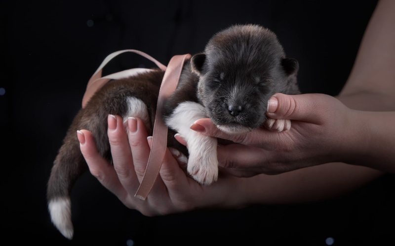 mammal, fur, domestic Animals, newborn Animal, people, animal, one Animal, young Animal, hands, positive emotion, human body part, cute, brown, teenager