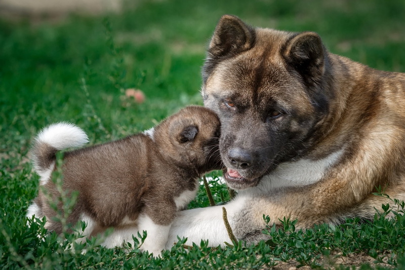 Akita, Puppy, 1080P, Dog, Dogs, Baby Animal