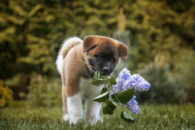 dog, 1080P, branch of lilac, puppy, bokeh, American Akita, lilac