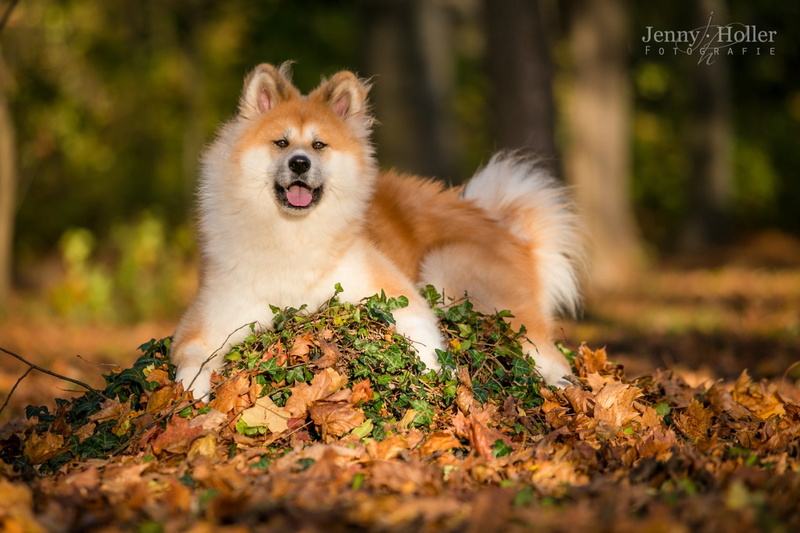 Dog, 1080P, Pet, Akita, Dogs