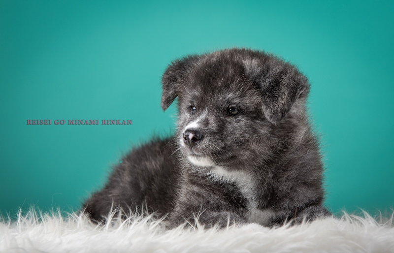 grey, Japanese Akita, 4K, puppy