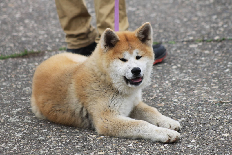 one animal, mouth open, 1080P, relaxation, dog, portrait, focus on foreground, mammal, akita inu, canine, sitting, animal wildlife, city, mouth, outdoors