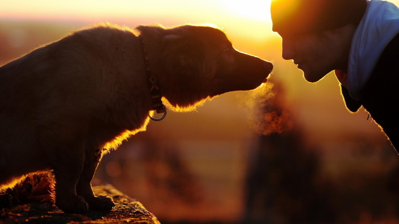 man, cute, puppy, bubbles, playful dog, dog, 1080P, face, animals, dogs, lovely, sweet, puppies, beautiful, playful