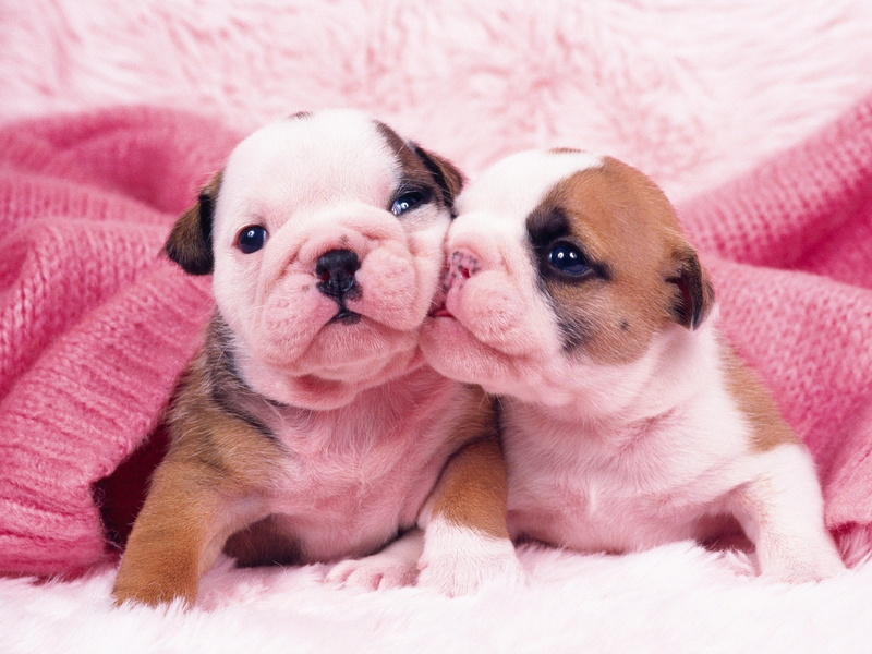 kiss, pink, pug, 720P, animals, puppies