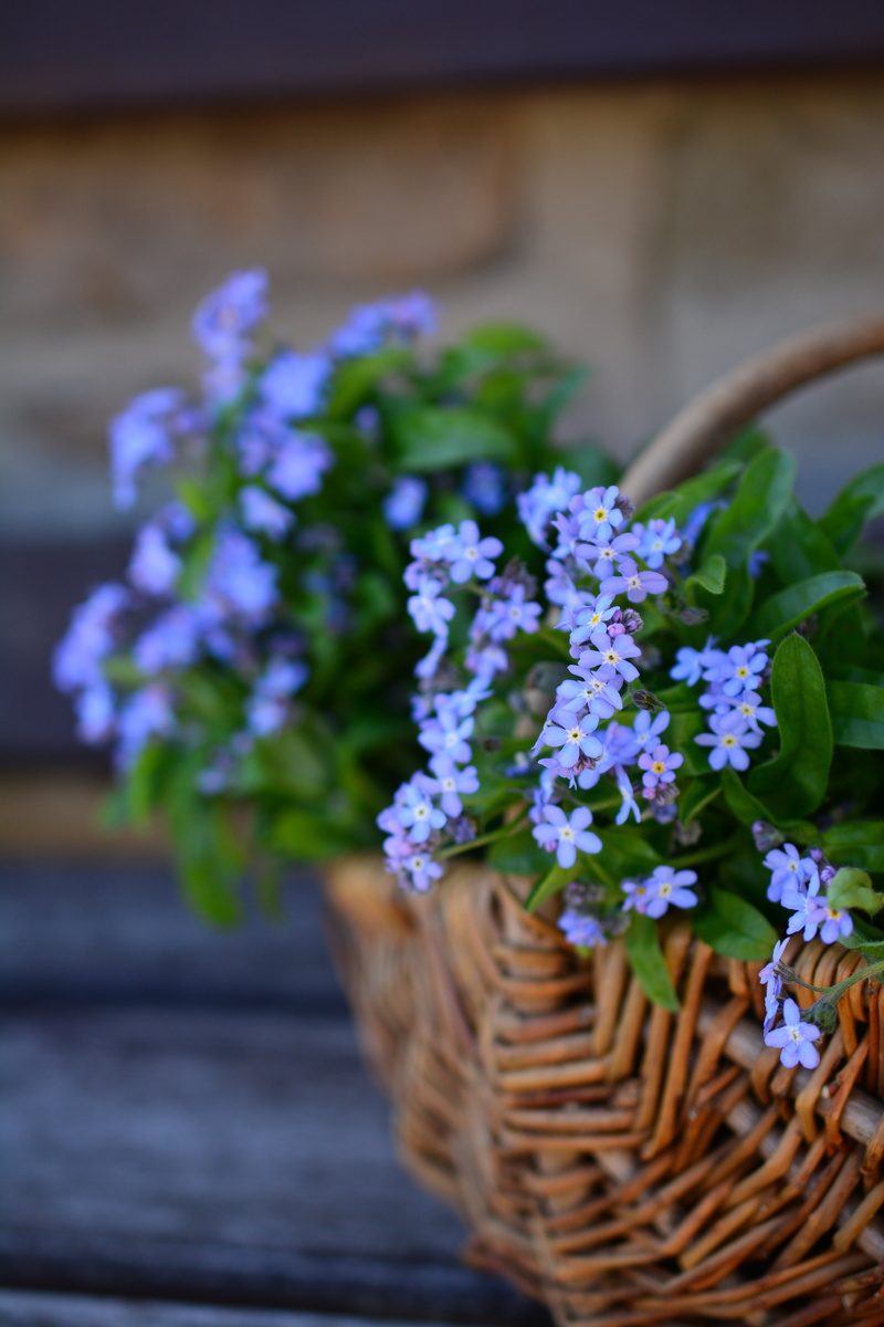 purple, flower head, growth, bunch of flowers, flower pot, focus on foreground, wood - material, close-up, nature, floral arrangement, basket, fragility