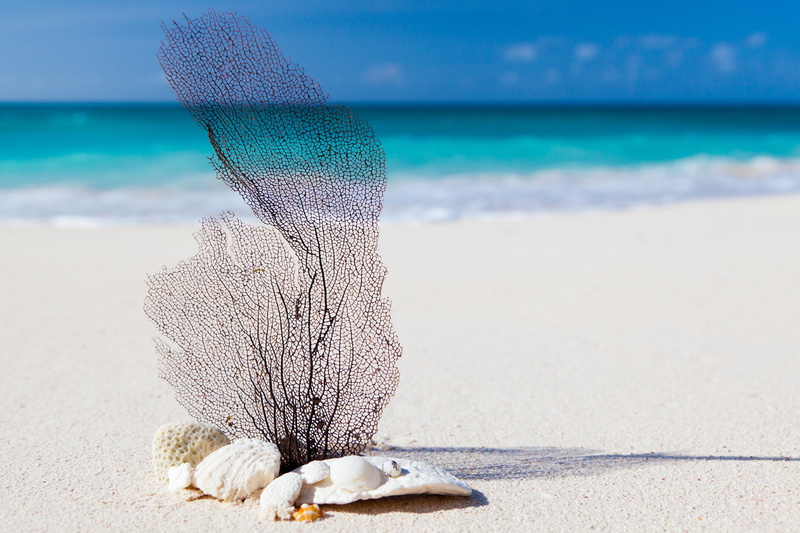 vacations, animal, seashell, day, beauty in nature, trip, sand, concept, white, exotic, vacation, horizon over water, black, beach, holiday, nature, 4K