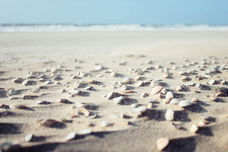 Sea shells, summer, outdoors, travel Locations, sunlight, sand, beach, ocean, nature, coast, land, sandy, tranquility, sandy beach, beauty in nature, tranquil scene
