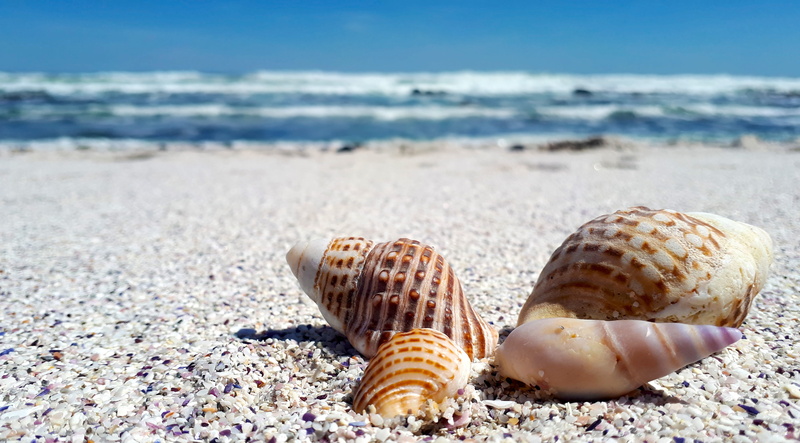 waves, surface level, animal, animals in the wild, marine, summer, shells, ocean, coast, holiday, nature, seashore, white, animal wildlife, seashell, water