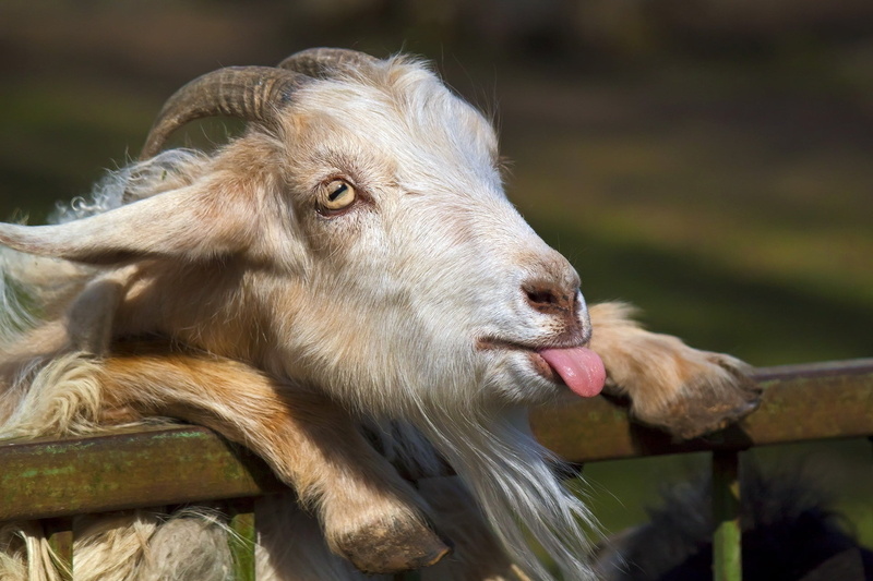 close-up, domestic, outdoors, meadow, wool, nature, animal themes, sheep, horn, looking, day, livestock, snout, fur, human Face, food, green Color, eating