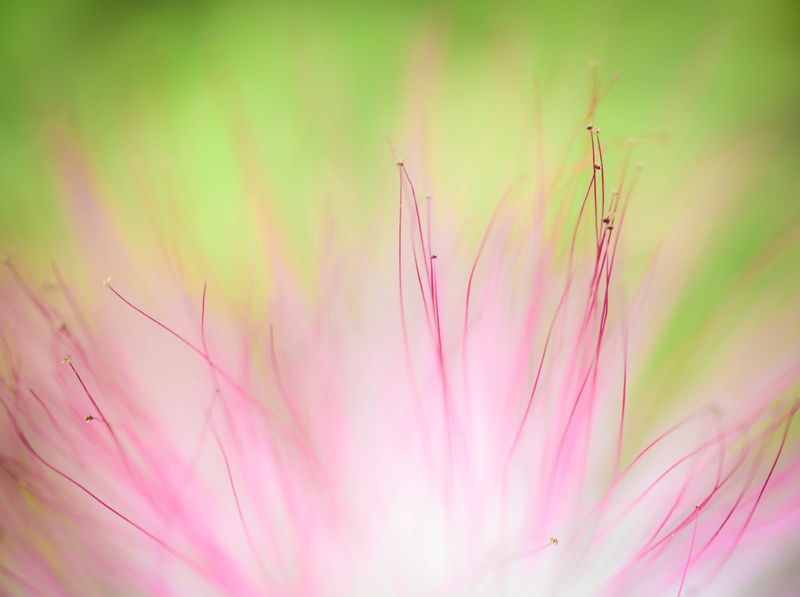 pink color, Blooming, fragility, no people, flora, freshness, selective focus, outdoors, Focus, Green, focus on foreground, close-up, softness, Soft, Seeds