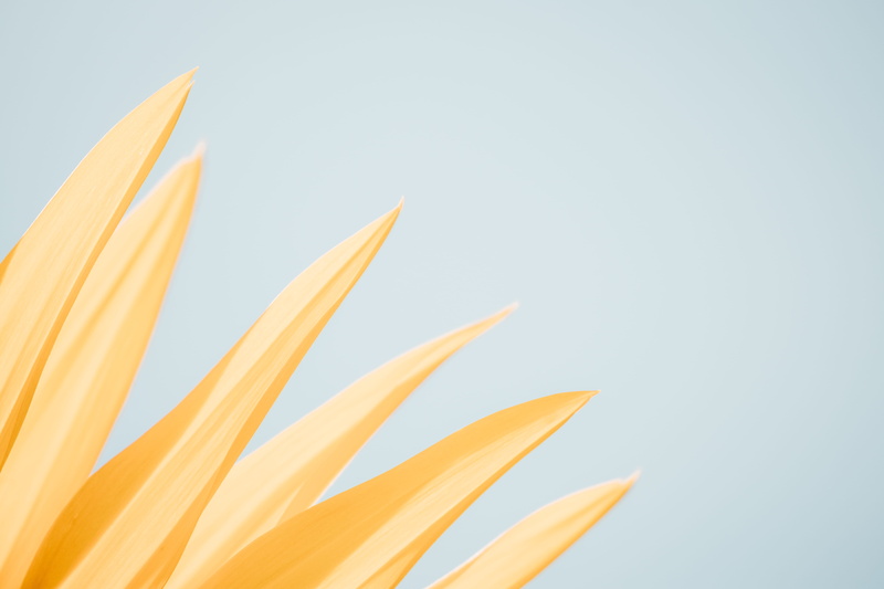 close up, close-up, white, edge, background, pastel, minimalist, shadow, nature, graphic, summer, blue, painting, yellow, plant, freshness, minimal