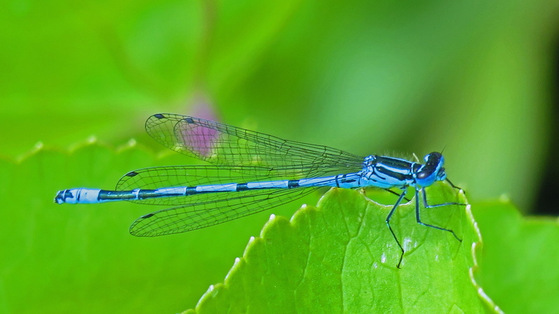 june 2015, outdoors, photograph, summer 2015, natural light, nature images, 4K, closeup, wildlife photographer, blue, common, animal wing, green, plant